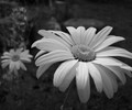 Cortes Island Flower photo