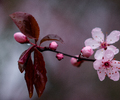 Cortes Island Flower photo