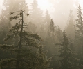 Cortes Island Forest photo