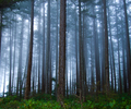 Cortes Island Forest photo