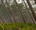 Southeaster - Forest photo from  Cortes Island BC, Canada