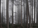 Cortes Island Forest photo