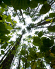 Cortes Island Forest photo