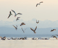 Gulls at Smelt Bay I - Glaucous-winged Gull photo from  Cortes Island British Columbia, Canada