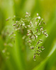 Cortes Island Grass photo