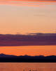 Cortes Island Gull photo