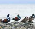 Cortes Island Harlequin Duck photo