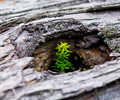 New and Old - Hemlock photo from  Cortes Island BC, Canada