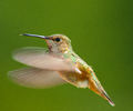 Cortes Island Hummingbird photo