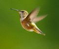 Cortes Island Hummingbird photo