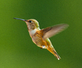 Cortes Island Hummingbird photo