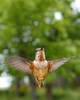 Cortes Island Hummingbird photo