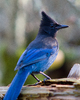Cortes Island Jay photo