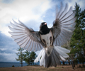 Cortes Island Junco photo