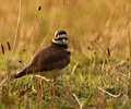 Charadrius vociferus - Killdeer photo from  Cortes Island British Columbia, Canada