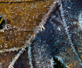 Cortes Island Leaf photo