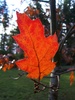 Cortes Island Plant  photo