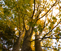 Cortes Island Maple Tree photo