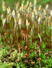 Cortes Island Plant  photo