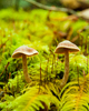 Cortes Island Mushroom photo