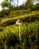 Cortes Island Mushroom photo