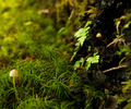 Cortes Island Mushroom photo
