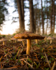 Cortes Island Mushroom photo