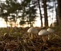 cortes Island Mushroom photo