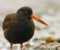 Cortes Island Oystercatcher photo