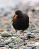 Cortes Island Oystercatcher photo