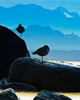 Cortes Island Plover photo