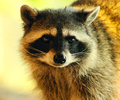 Cortes Island Raccoon photo