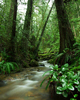 Cortes Island Landscape  photo