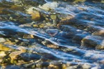 Reflection #132 - Reflection photo from  Cortes Island BC, Canada