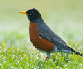 Cortes Island Robin photo