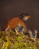 Sleeping Baby Robins - Robin photo from  Cortes Island British Columbia, Canada