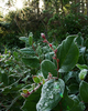 Cortes Island Salal photo