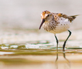 Cortes Island Sandpiper photo