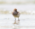 Cortes Island Sandpiper photo