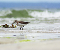 Cortes Island Sandpiper photo
