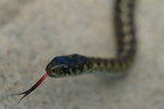 Cortes Island Snake photo