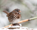 Cortes Island Sparrow photo