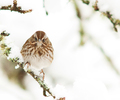 Song Sparrow - Sparrow photo from  Cortes Island BC, Canada
