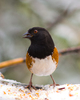 Cortes Island Sparrow photo