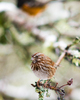 Cortes Island Sparrow photo