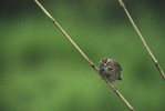 Cortes Island Sparrow photo