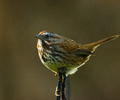 Cortes Island Sparrow photo