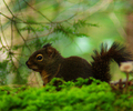 Cortes Island Squirrel photo