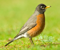 Cortes Island Thrush photo