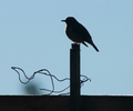 Cortes Island Thrush photo